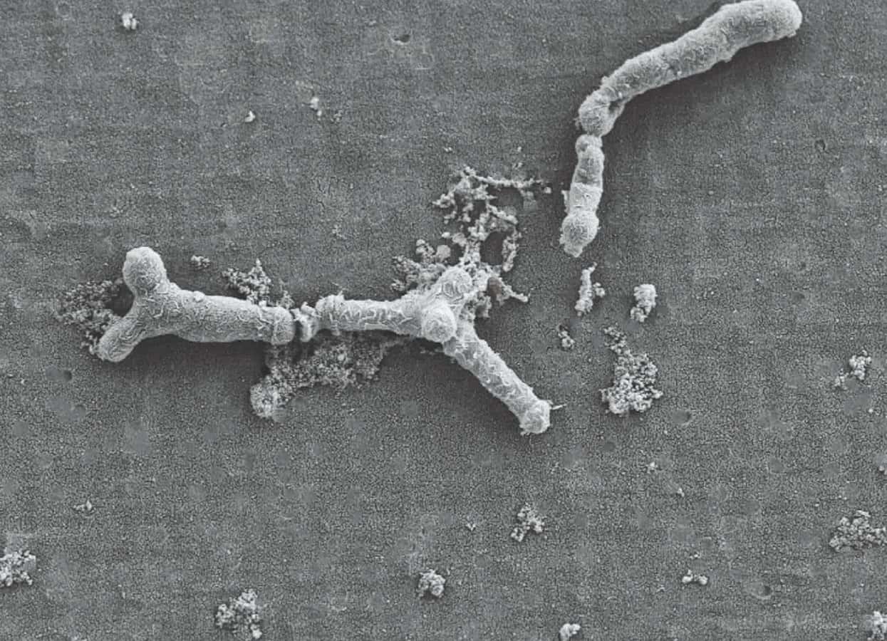 Bifidobacterium longum subsp. longum KABP® 042