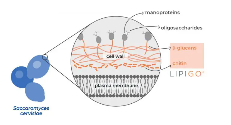 Lipigo