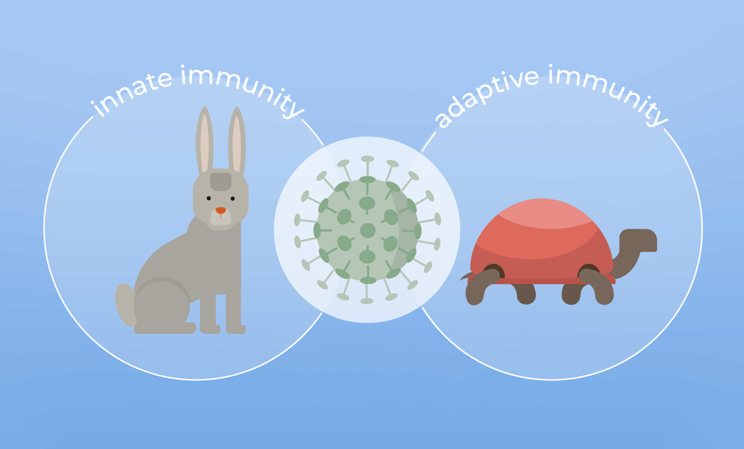 Adaptative immunity